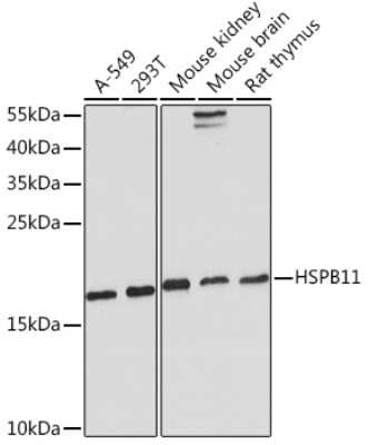 Western Blot: HspB11 AntibodyAzide and BSA Free [NBP2-94113]